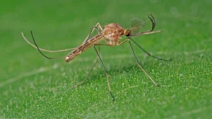 ไอซ์แลนด์พบ ยุง