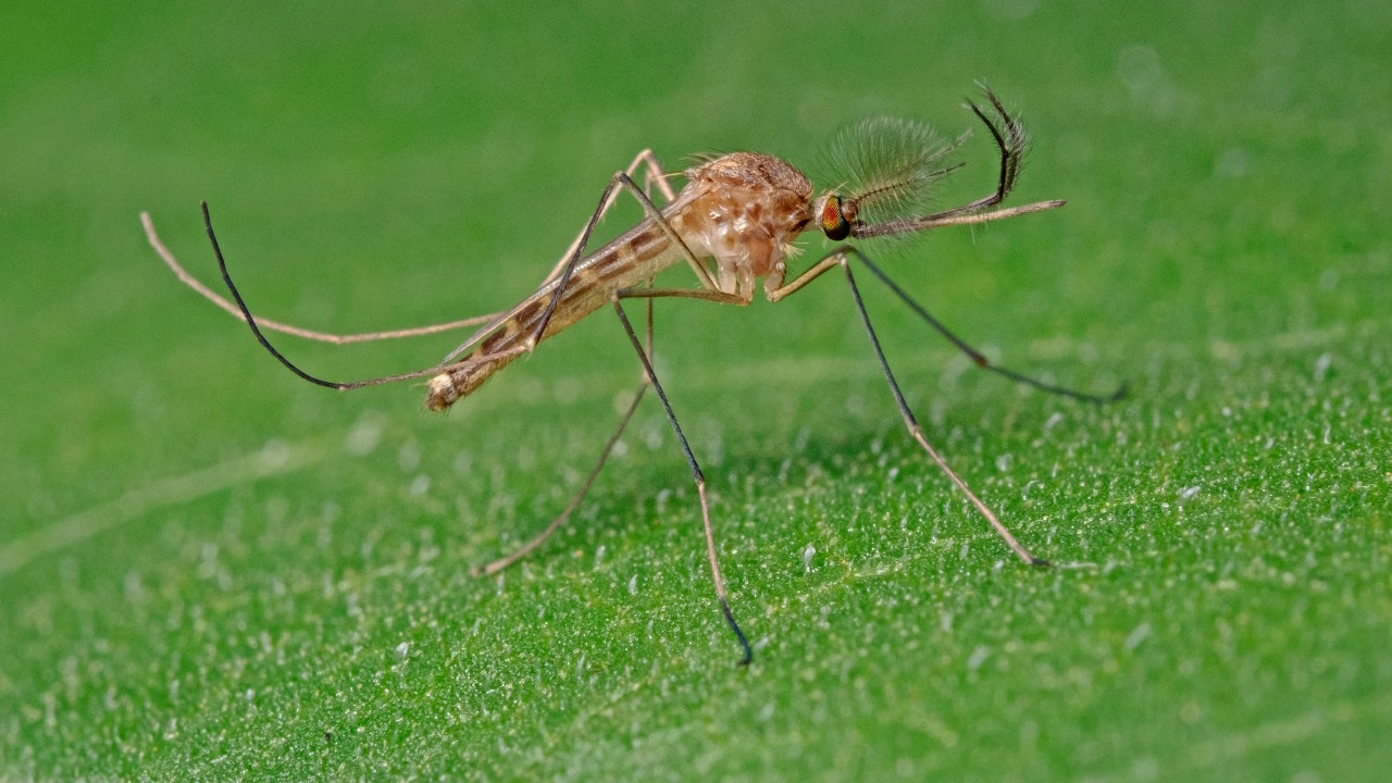 ไอซ์แลนด์พบ ยุง