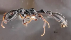 ฮือฮา ค้นพบ มดตะนอยเทพรัตน์