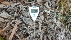 ดอยอินทนนท์ หนาวจัด